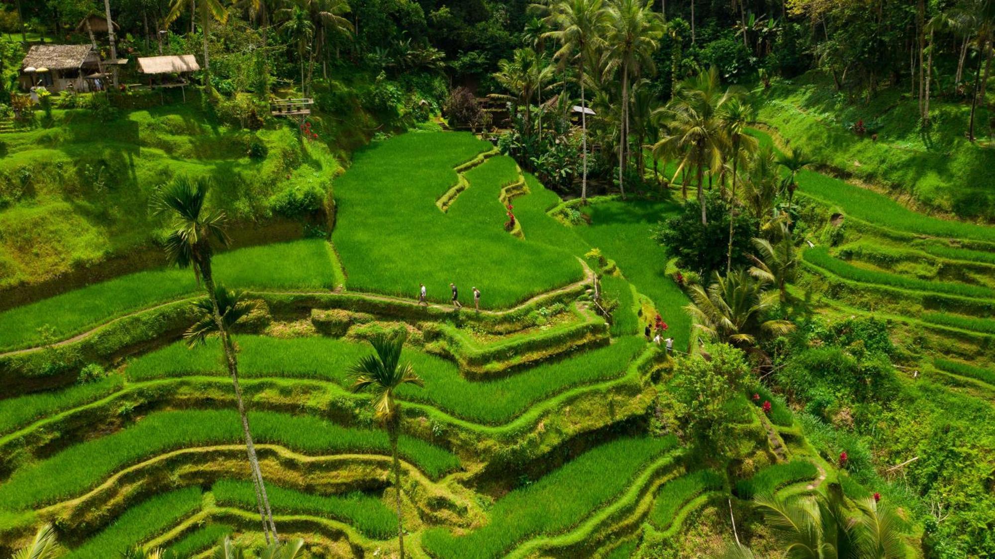 Alila Ubud Payangan Екстериор снимка